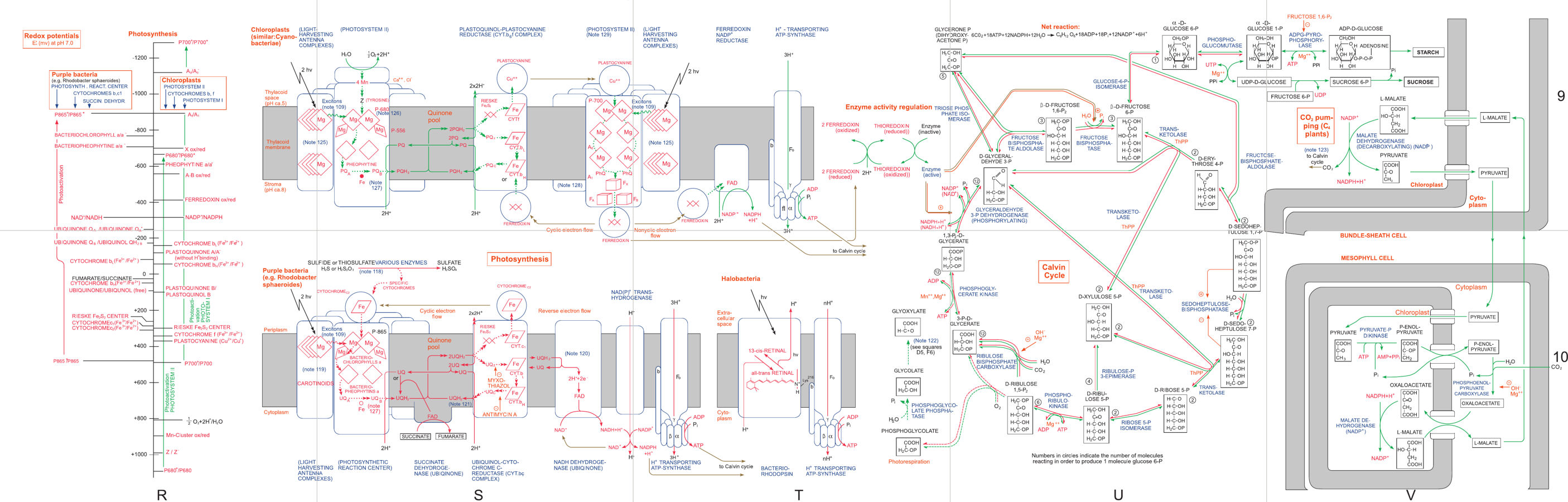 Diagram of metabolic processes involved in photosynthesis