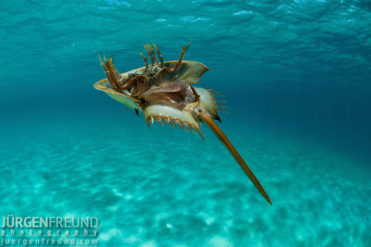 Tachypleus gigas swimming underwater, with the carapace pointed to the ground and legs toward the surface.