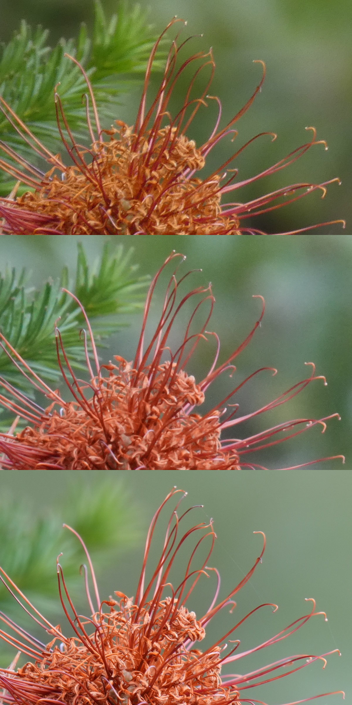 Three photos of the filaments of a banksia flower. The top two photos are somewhat noisy while the last photo shows more detail.
