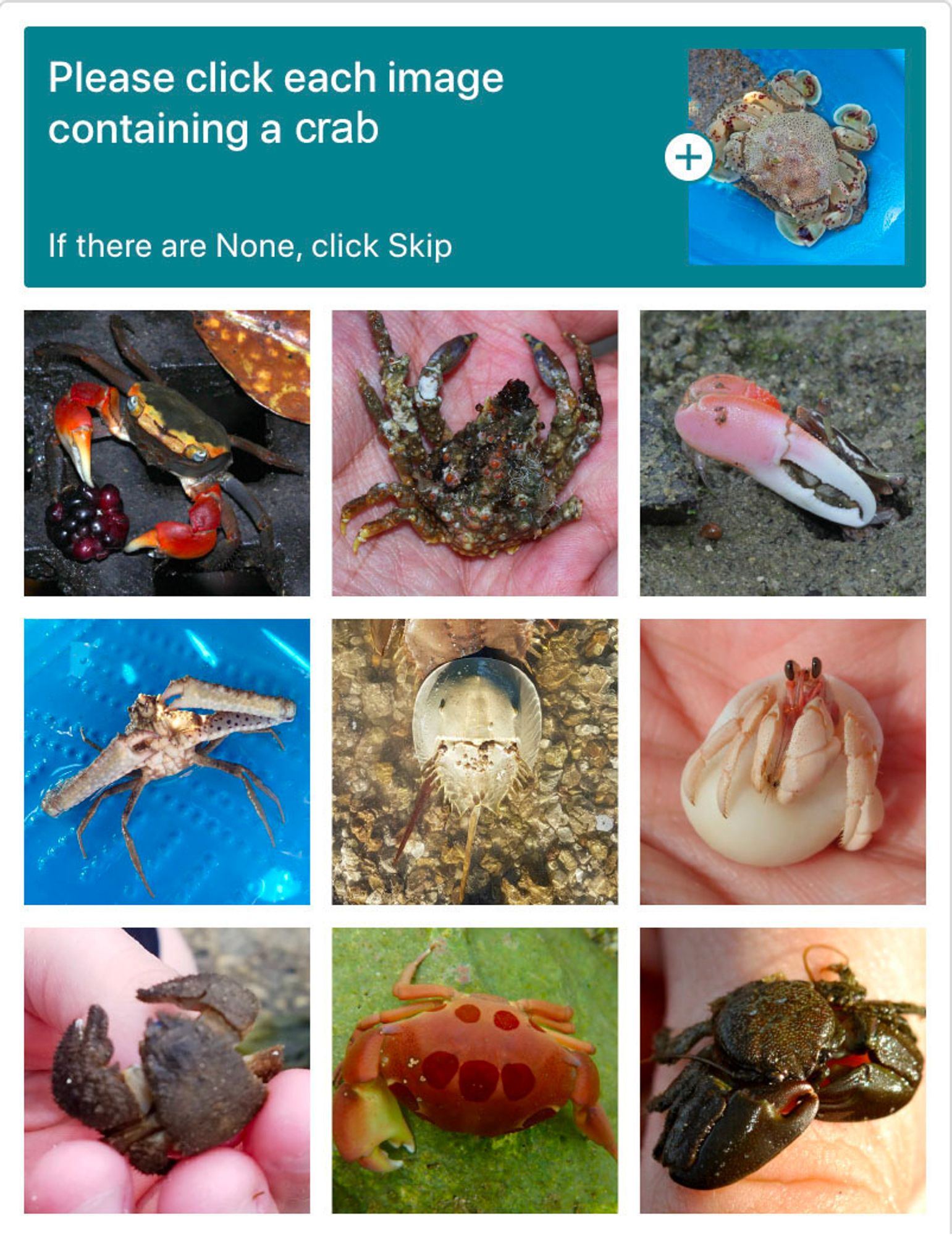 spoof captcha telling people to click on images containing crabs, but the images are of various true crabs and false crabs