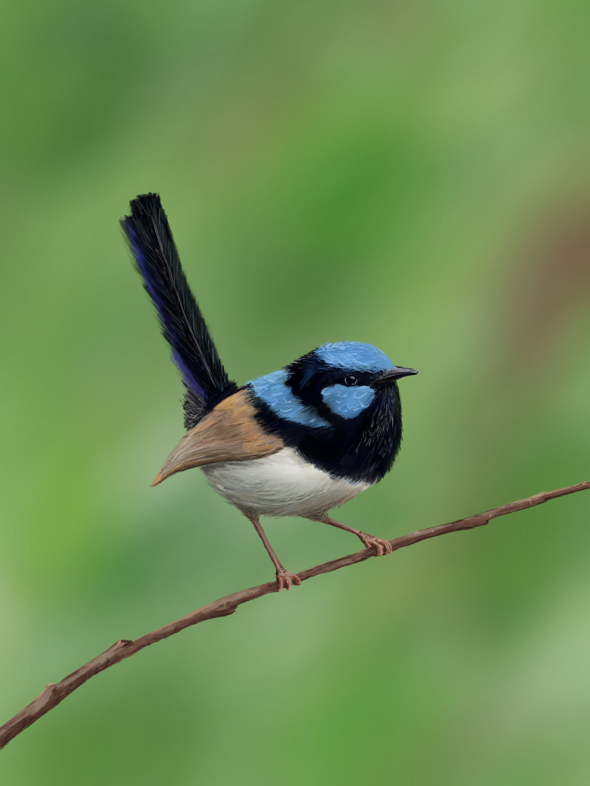 Superb fairy-wren