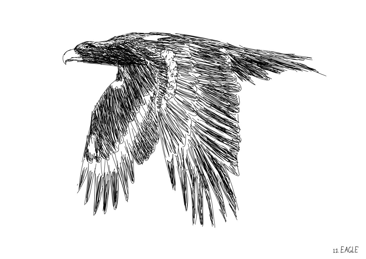 Wedge-tailed eagle in flight, viewed from its left