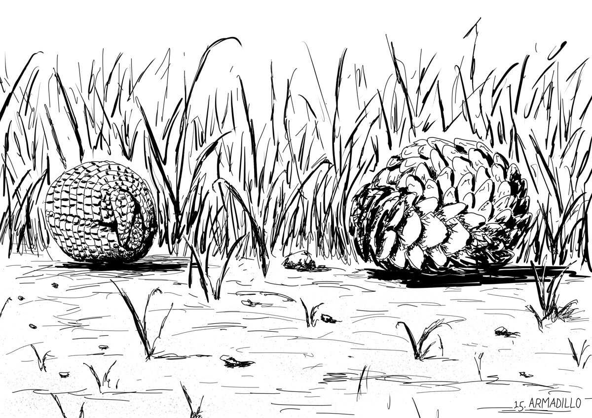 An armadillo and pangolin face off against each other by each curling into a ball