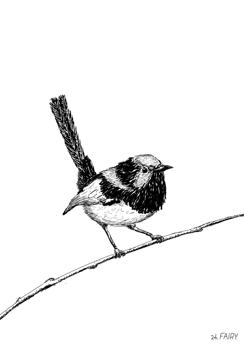 Superb fairy-wren on a small branch