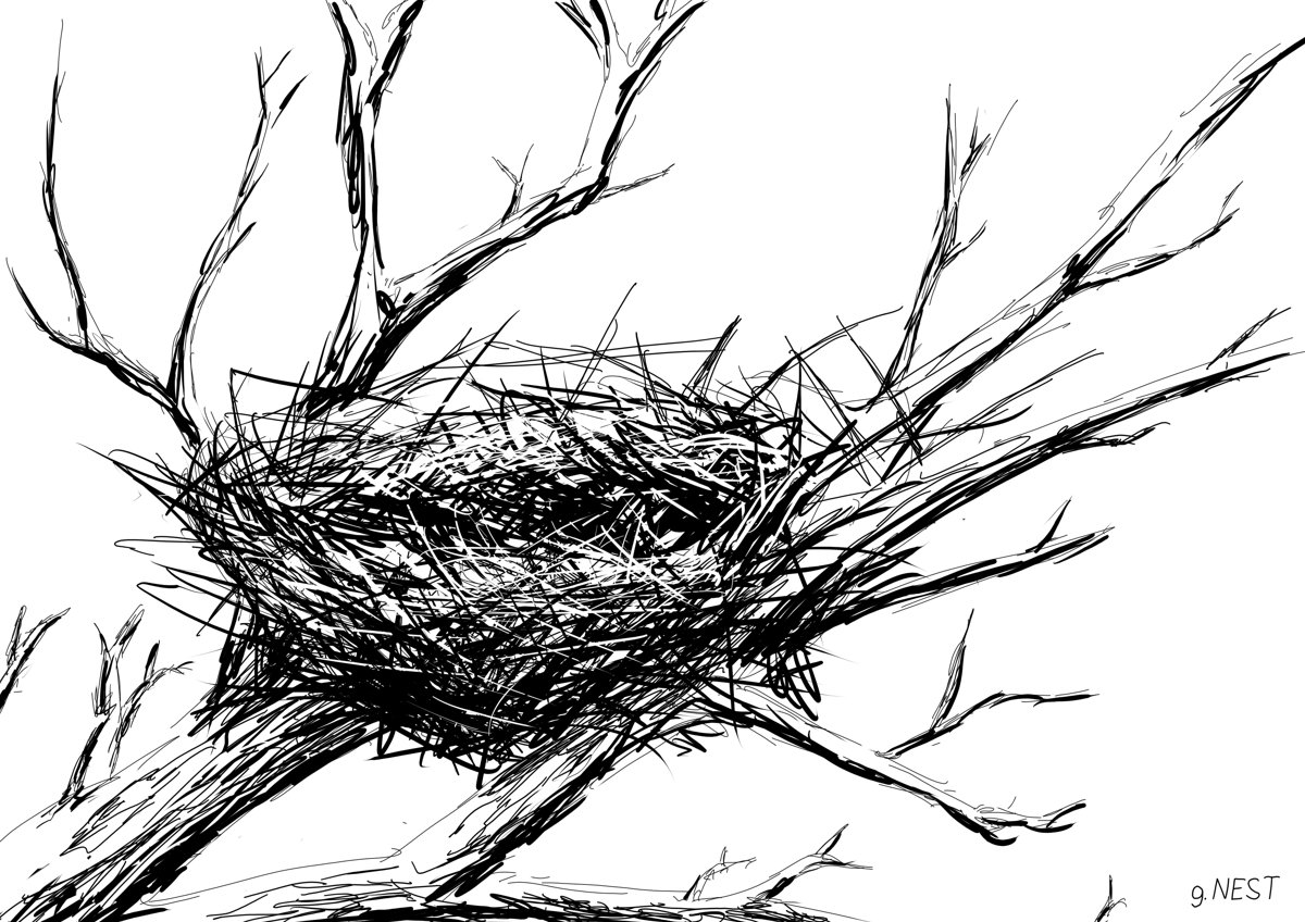 Nest nestled in a leafless branch