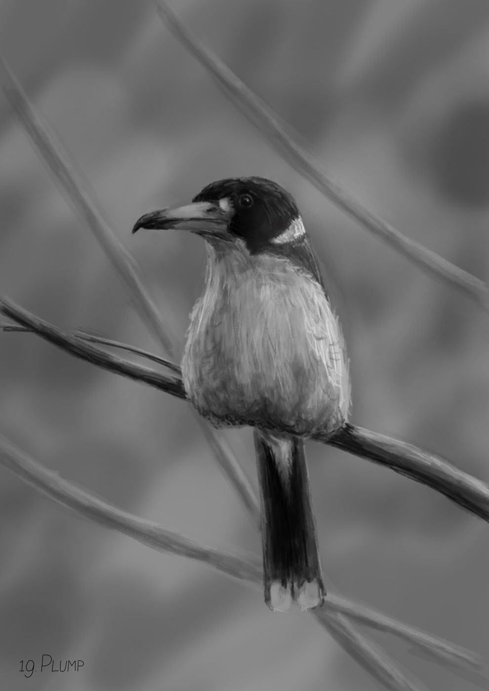 Grey butcherbird sitting on a branch, body close to the branch and hiding its legs