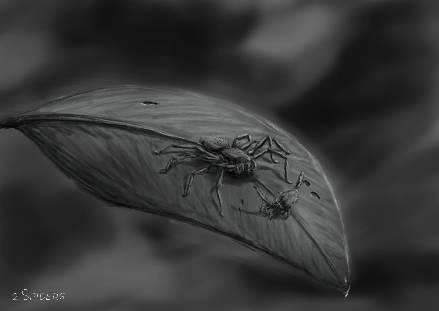 Peacock spider on a leaf dances for a huntsman spider