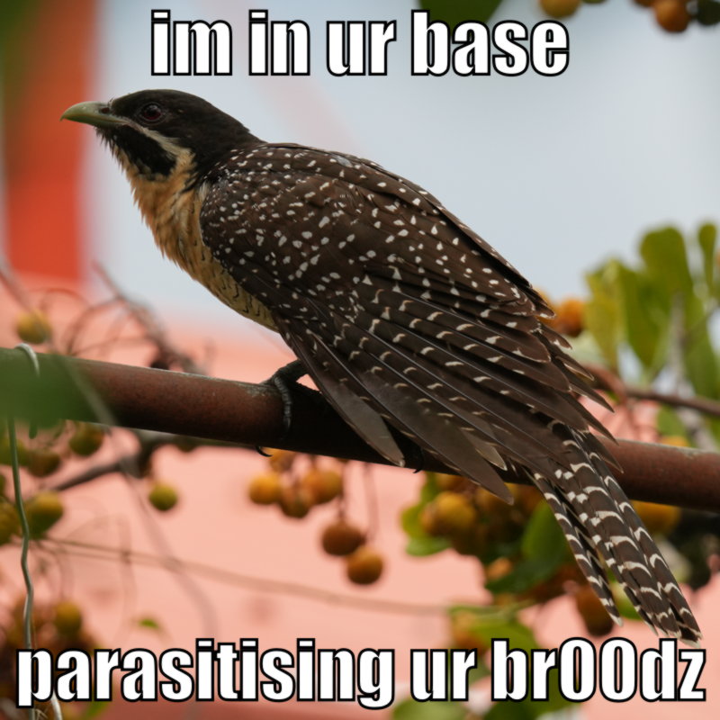 Photograph of a Pacific Koel, captioned “im in ur base, parasitising ur br00dz”