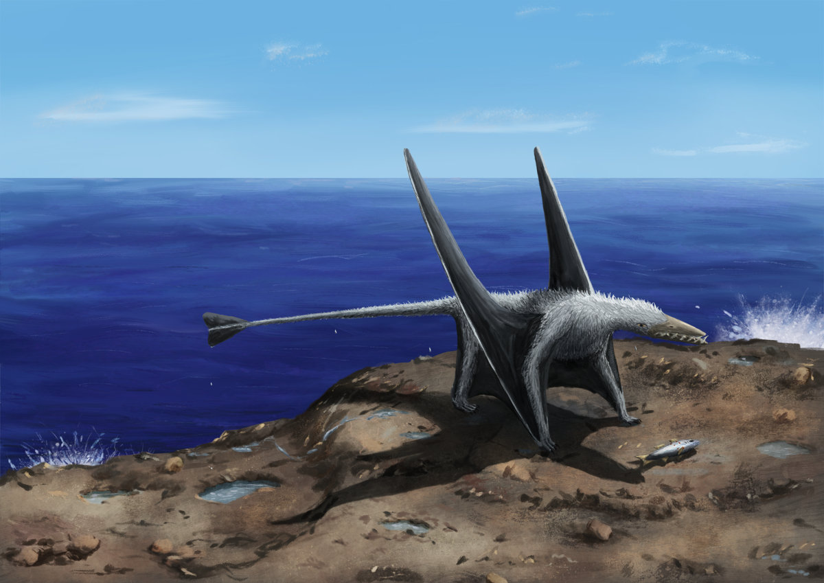 Rhamphorhynchus dries off after snatching a catch by the sea