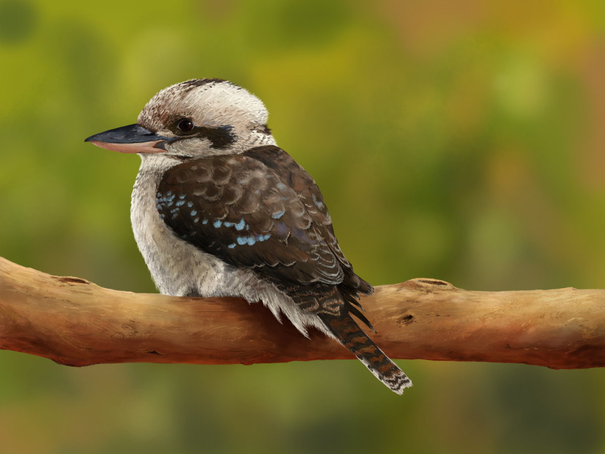 A kookaburra from behind sits on a leafless brnach. The head is turned to the left, eye facing the viewer, and the kookaburra appears to have a sort of cheeky aside glance.